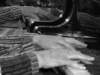 dscn0423_net_small.jpg